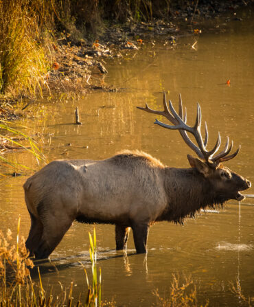A male elk bugeling