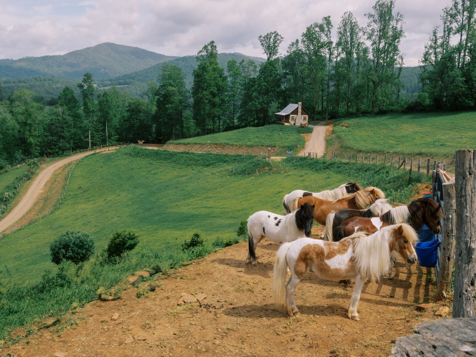 Miniature ponies in a field