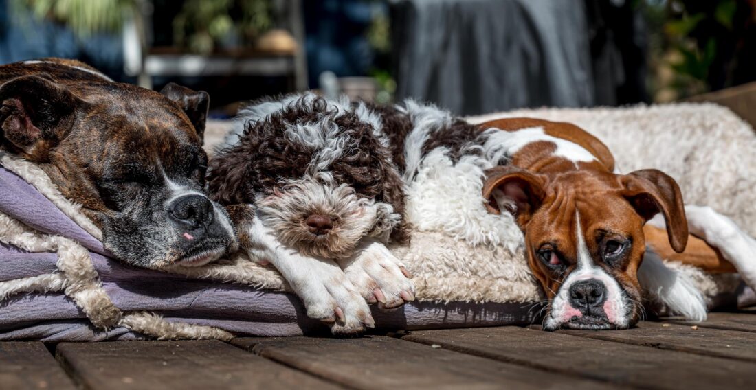 Three dogs sleep outside on a bed