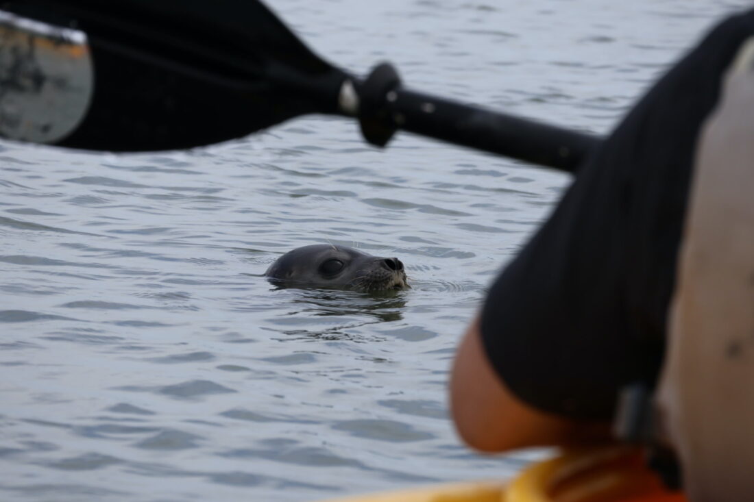 A seal in water near a kayaker