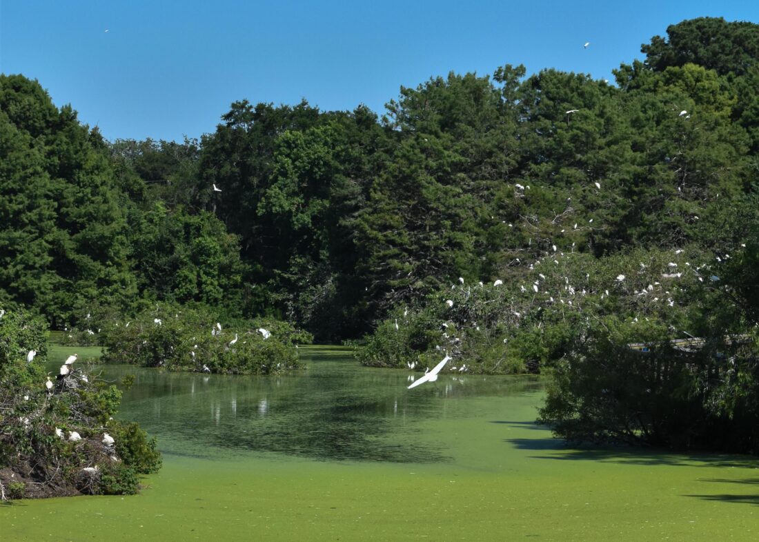 Birds crowd the cypress trees and branches hanging over the water.