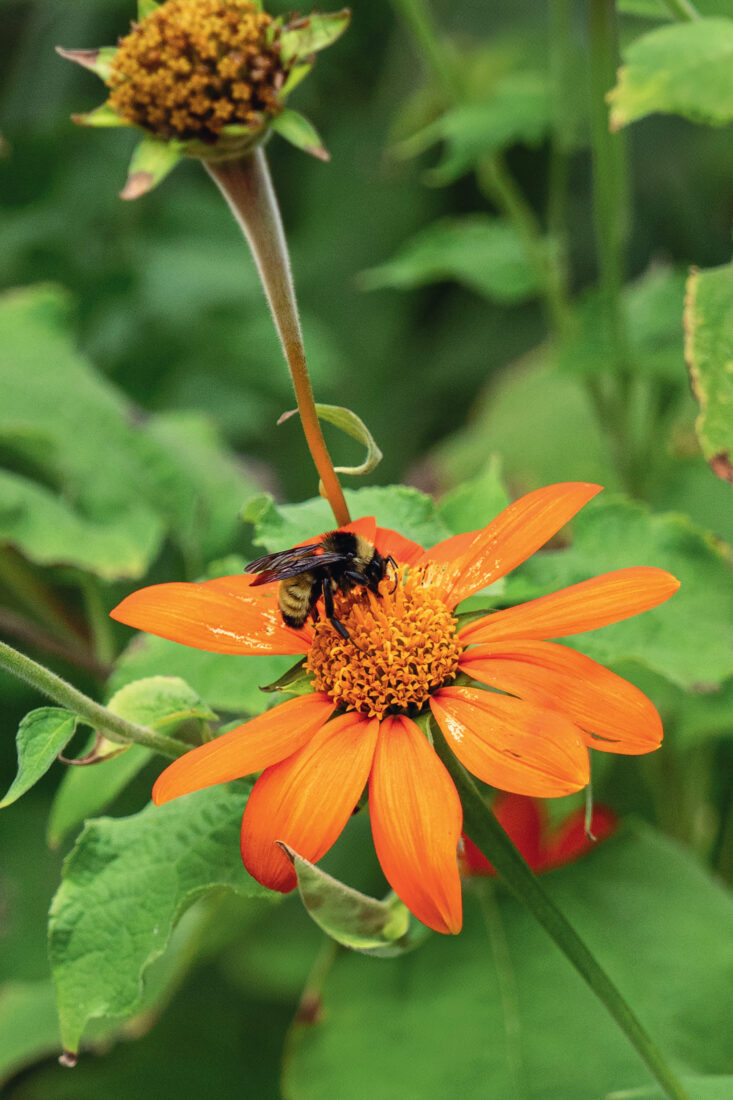 A bee visits the orange Mexican sunflowers