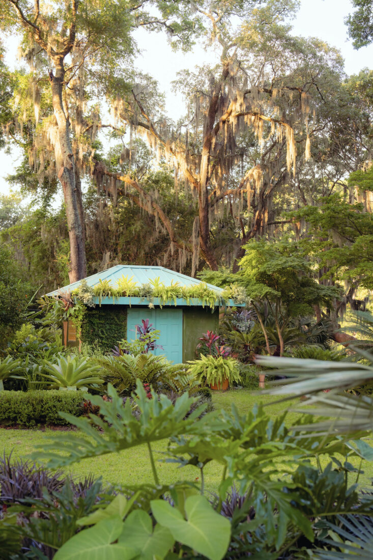 A garden shed covered with ferns in a garden