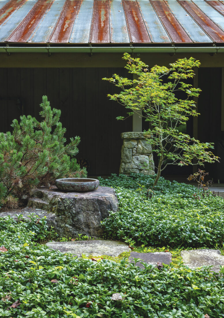 A japanese maple tree by stepping stones in a garden