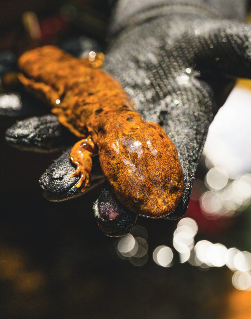 A hand holds a brown salamander