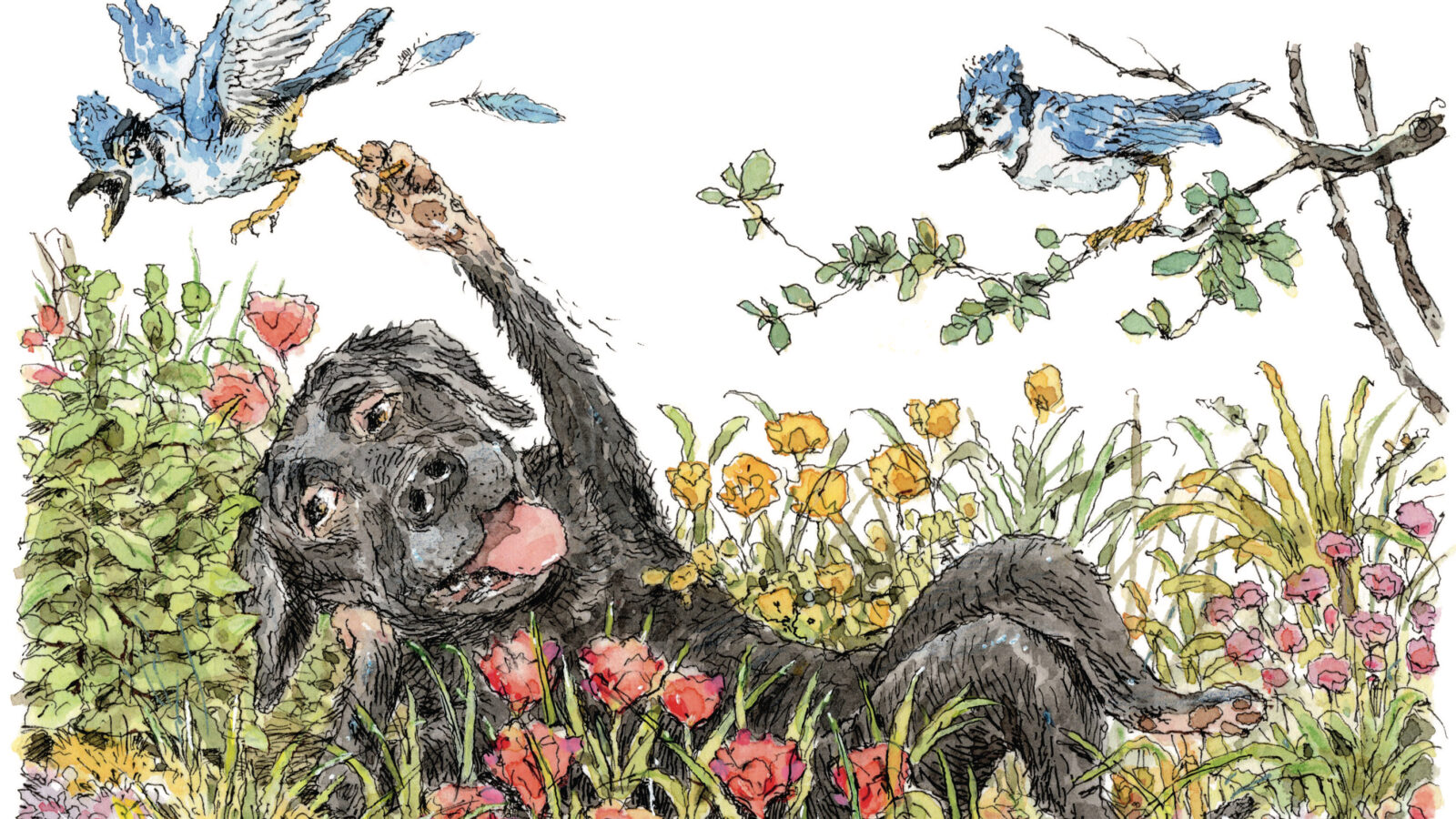 An illustration of a black dog lounging in flowers with blue jays above