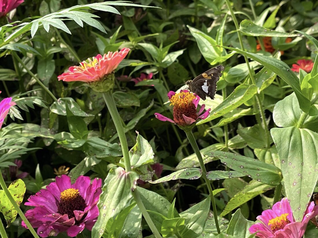 A silver-spotted skipper on a zinnia