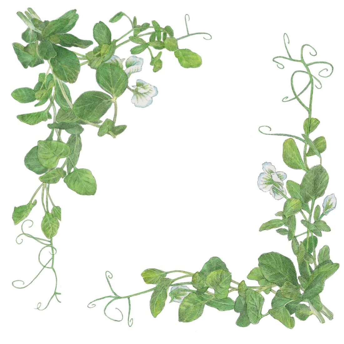 An illustration of green pea tendrils with white flowers and green leaves.