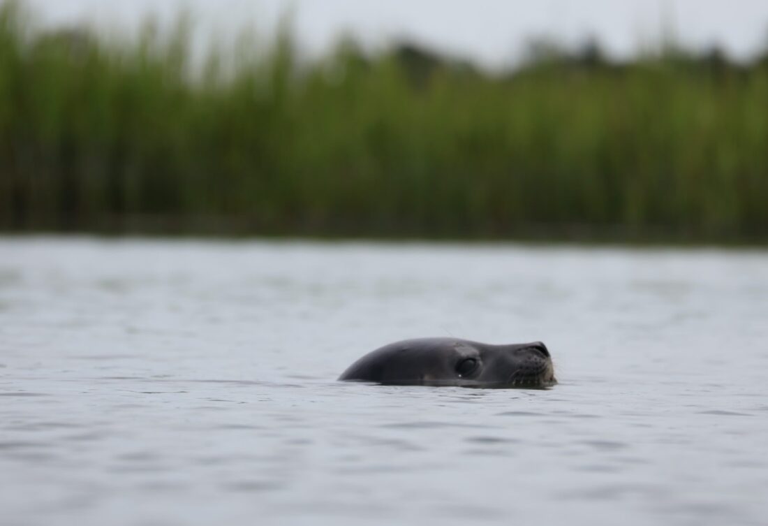 A seal in water