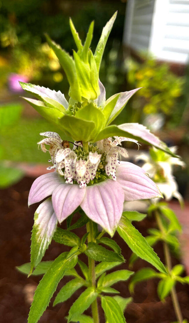 Spotted beebalm