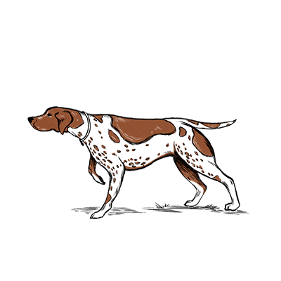 You got your first bird dog